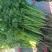 精品东北大叶香菜/保质保量/一手货源/诚信经营/代发全国
