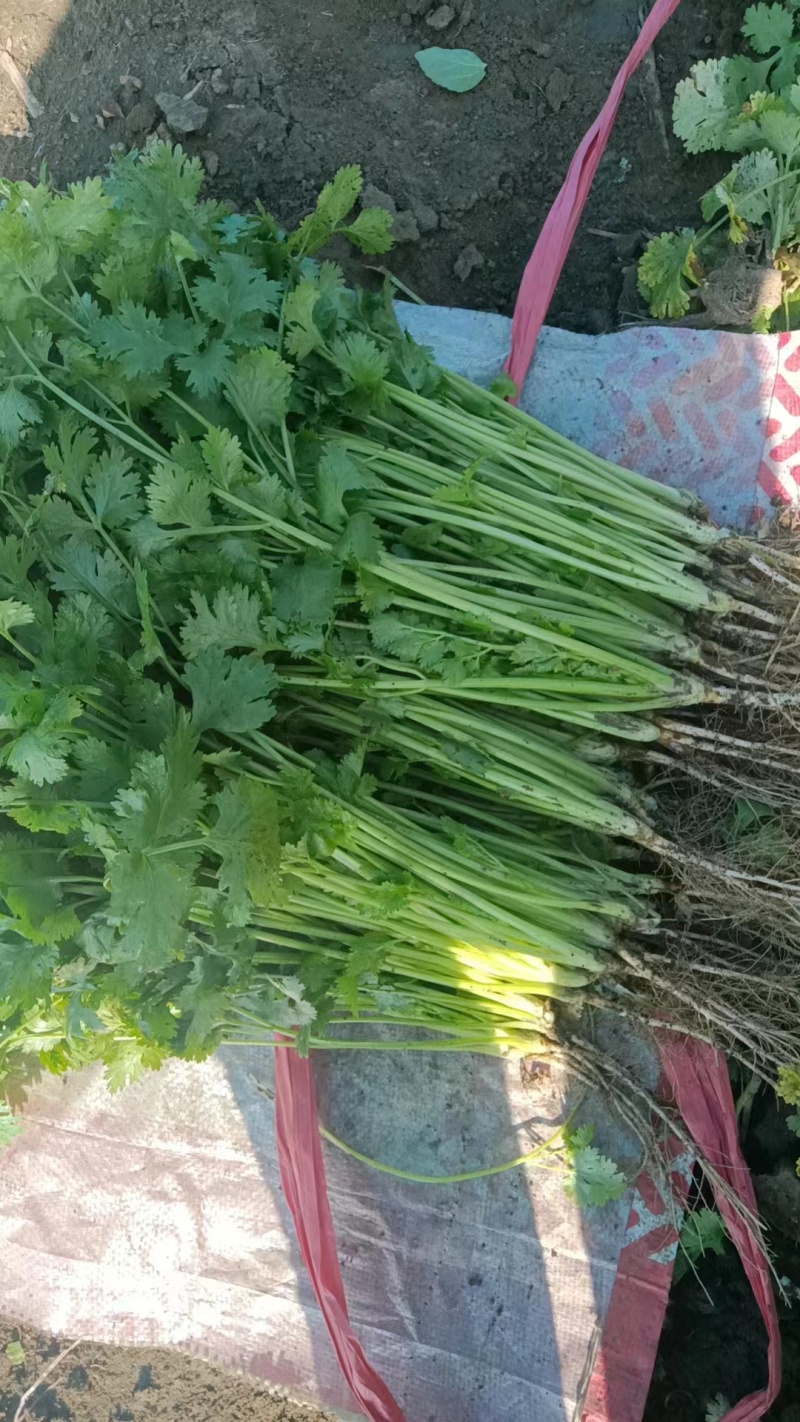 精品东北大叶香菜/保质保量/一手货源/诚信经营/代发全国