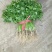 精品东北大叶香菜/保质保量/一手货源/诚信经营/代发全国