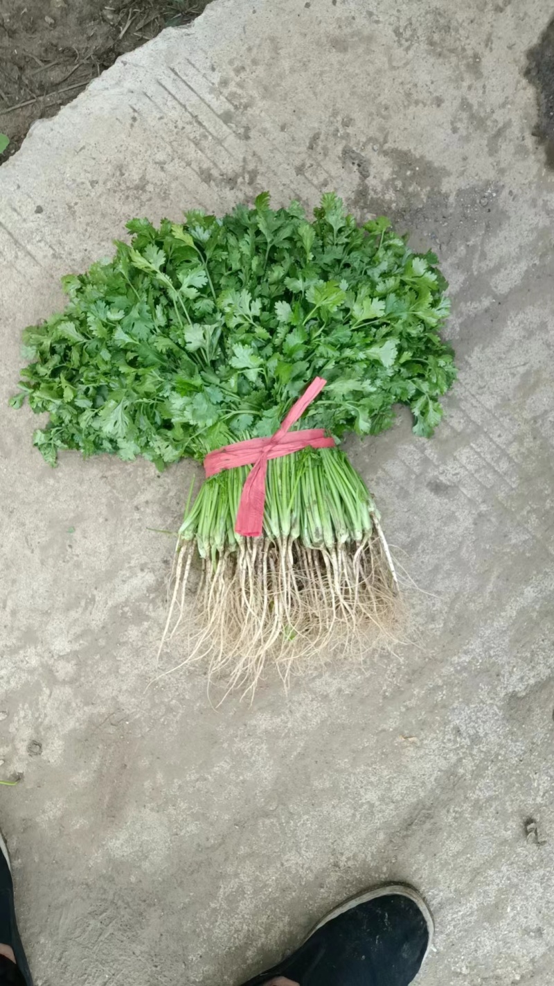精品东北大叶香菜/保质保量/一手货源/诚信经营/代发全国
