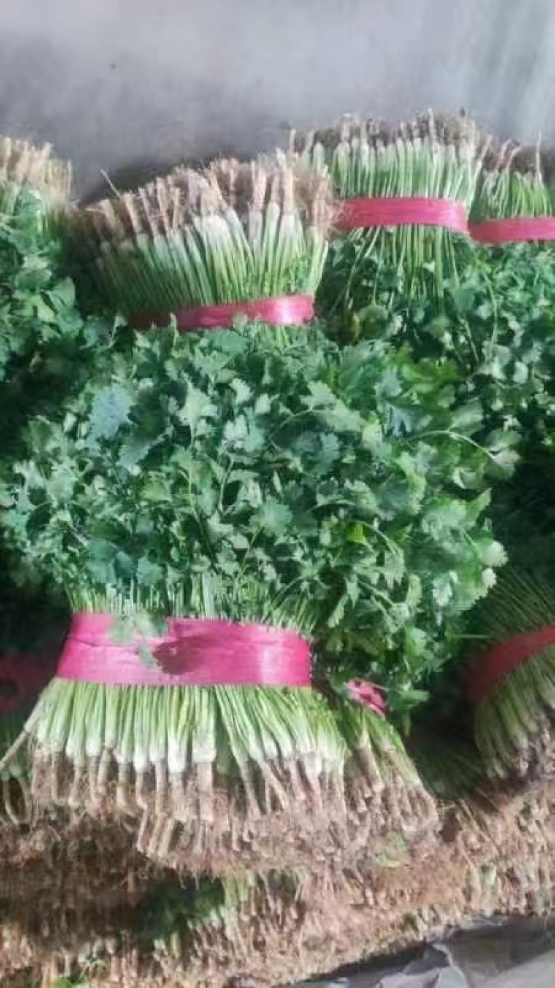 精品东北大叶香菜/保质保量/一手货源/诚信经营/代发全国