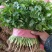 精品东北大叶香菜/保质保量/一手货源/诚信经营/代发全国