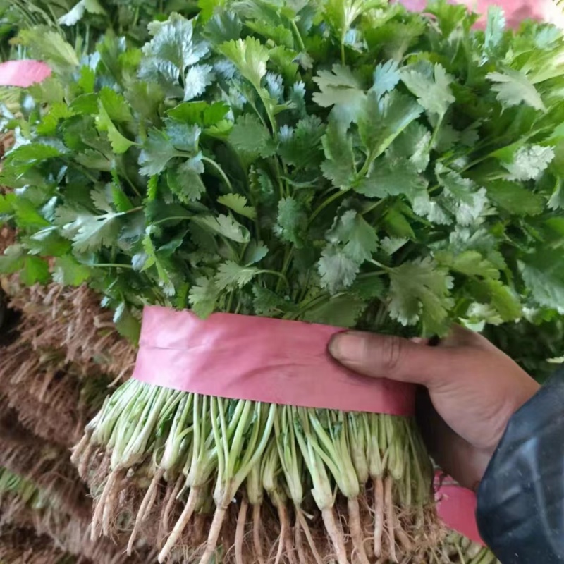 精品东北大叶香菜/保质保量/一手货源/诚信经营/代发全国