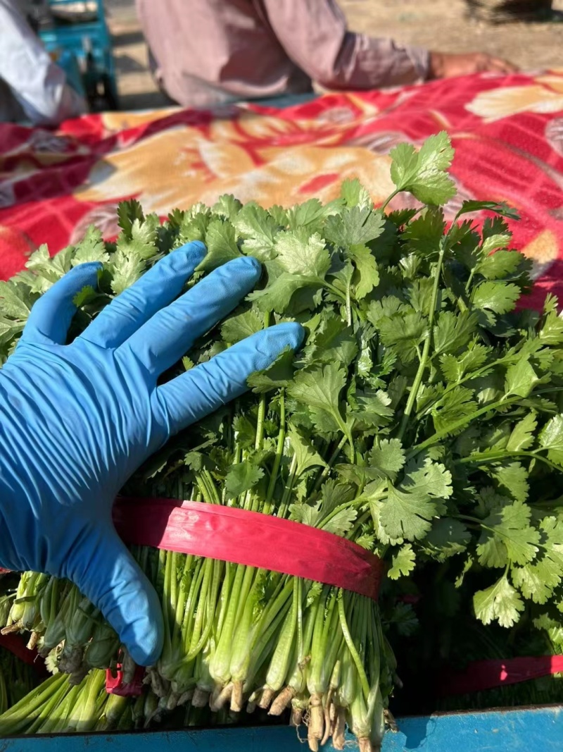 精品东北大叶香菜/保质保量/一手货源/诚信经营/代发全国