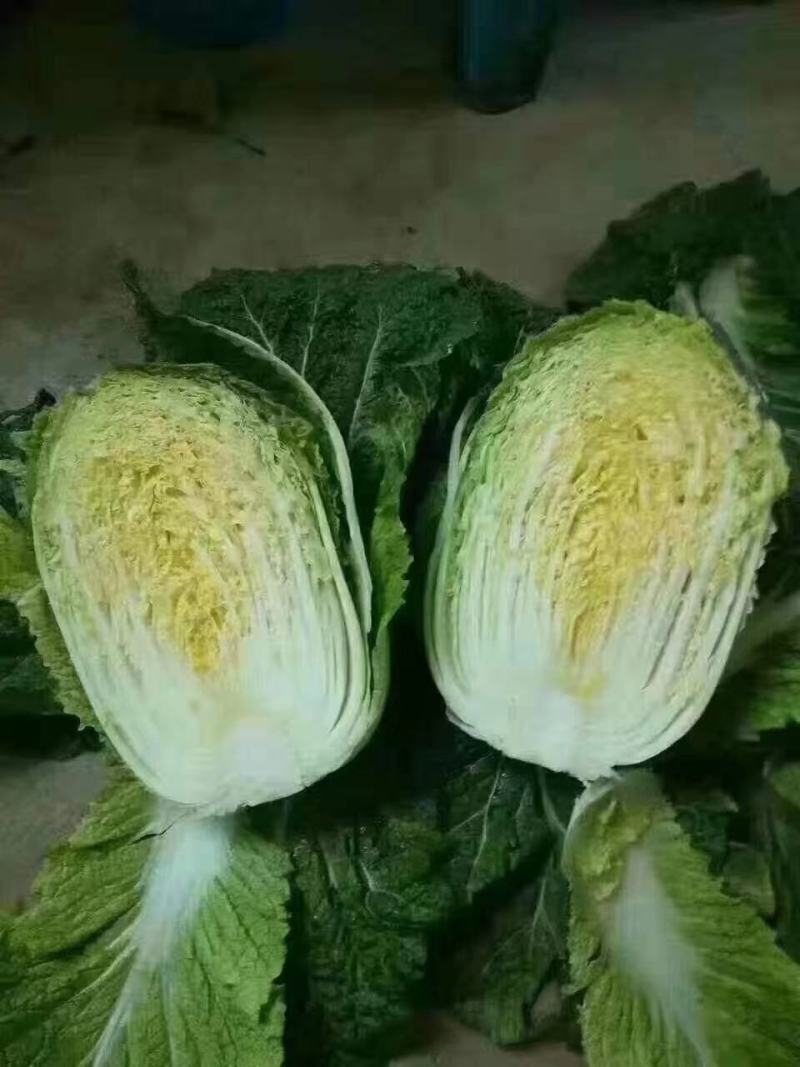 精品黄心白菜/杠菜/市场菜/酸菜厂菜/大量有货/保质保量