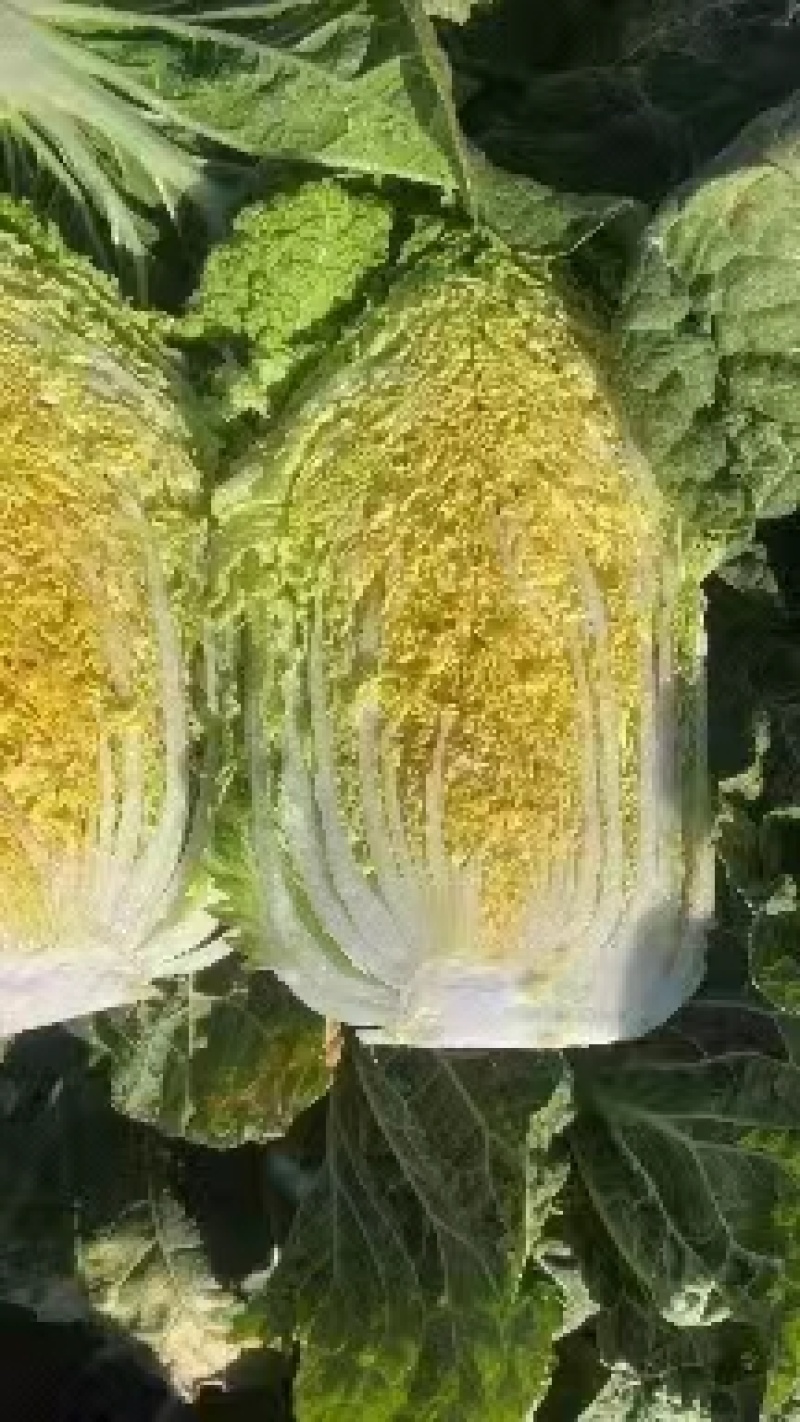 精品黄心白菜/杠菜/市场菜/酸菜厂菜/大量有货/保质保量