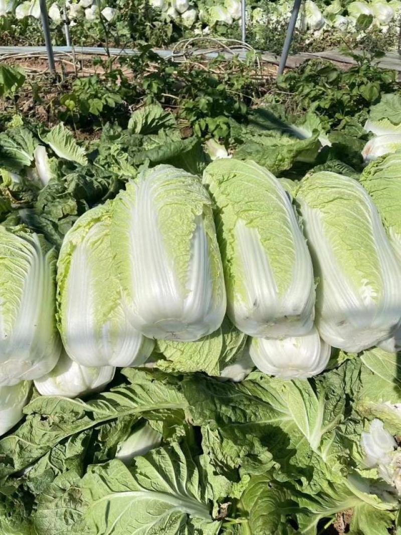 精品黄心白菜/杠菜/市场菜/酸菜厂菜/大量有货/保质保量