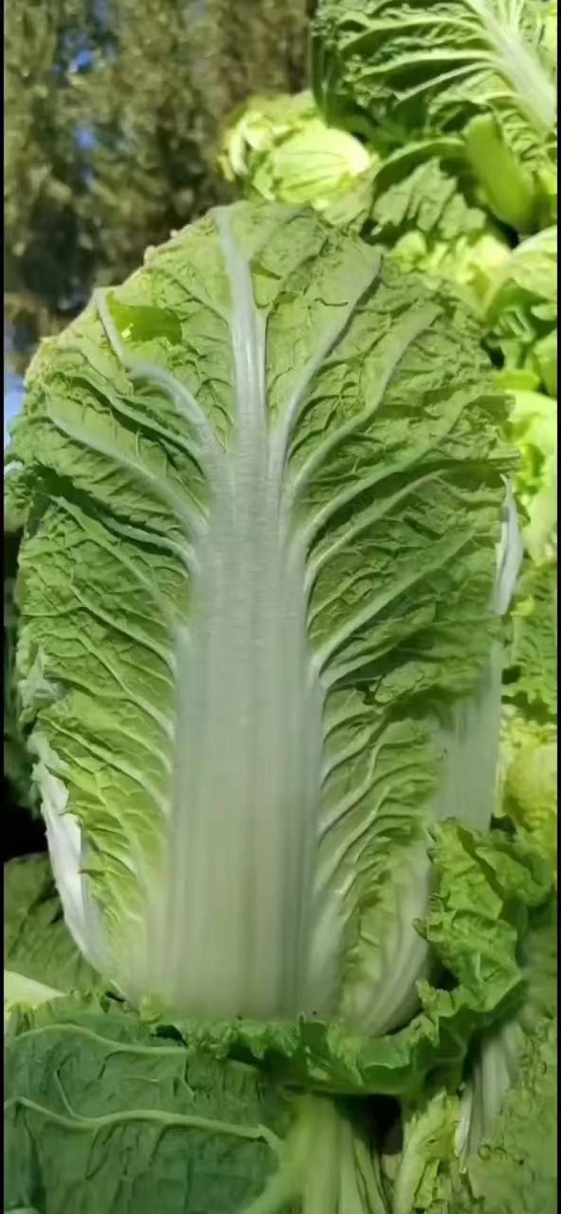 精品黄心白菜/杠菜/市场菜/酸菜厂菜/大量有货/保质保量