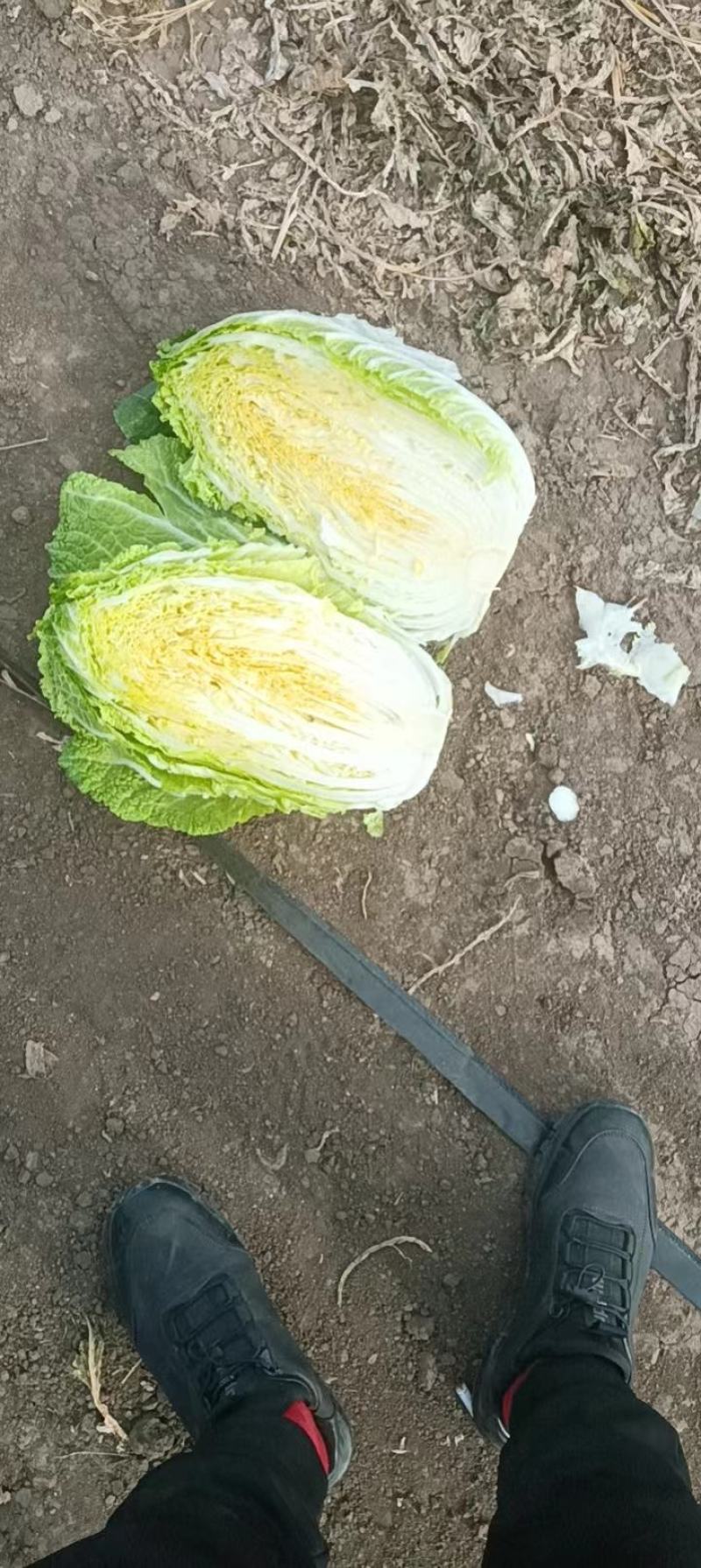 精品黄心白菜/杠菜/市场菜/酸菜厂菜/大量有货/保质保量