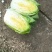 精品黄心白菜/杠菜/市场菜/酸菜厂菜/大量有货/保质保量