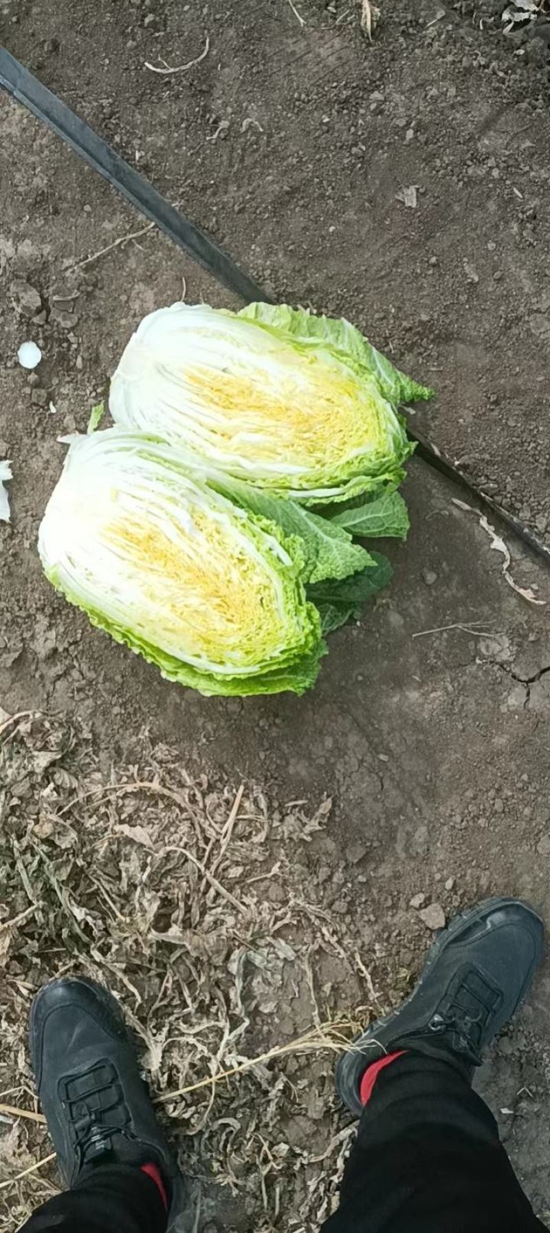 精品黄心白菜/杠菜/市场菜/酸菜厂菜/大量有货/保质保量