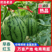 【精品】安徽小西瓜早春红玉西瓜基地直发量大便宜欢迎来电
