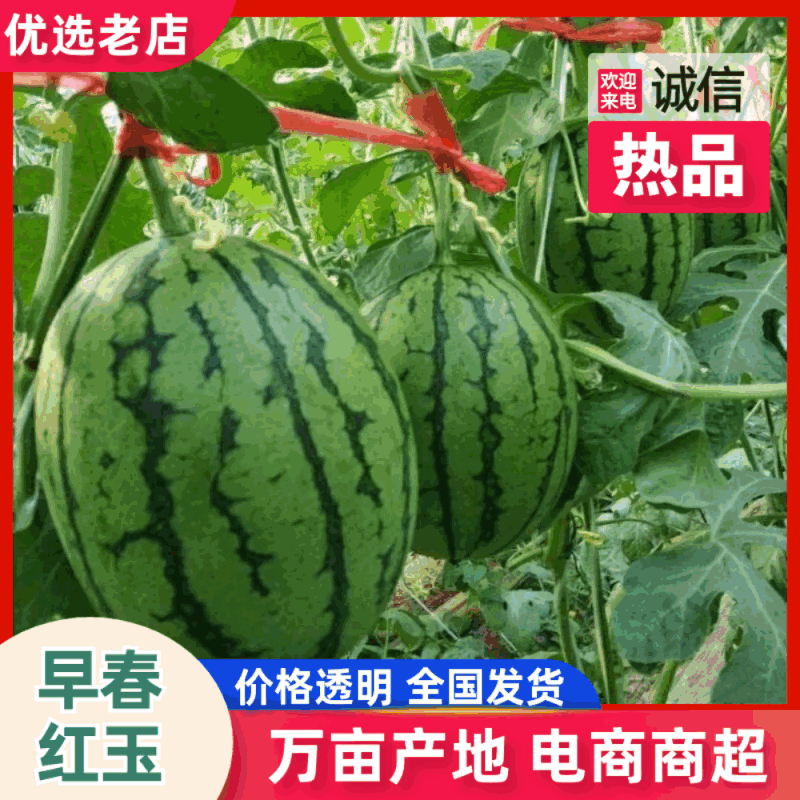 【精品】安徽小西瓜早春红玉西瓜基地直发量大便宜欢迎来电