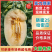西州蜜瓜晓蜜25哈密瓜🍈产地直发量大从优可对接全国客商等