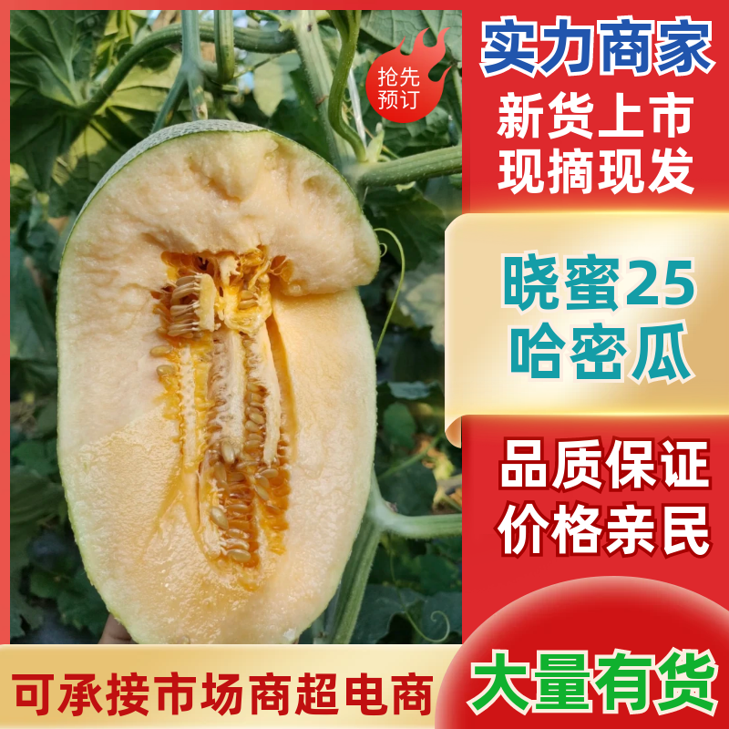 西州蜜瓜晓蜜25哈密瓜🍈产地直发量大从优可对接全国客商等