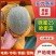 新疆晓蜜25哈密瓜｜火焰山西州蜜瓜高糖脆甜整车代办一条龙