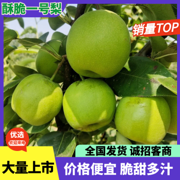 【热卖】酥脆一号梨产地一手货源保质保量对接全国