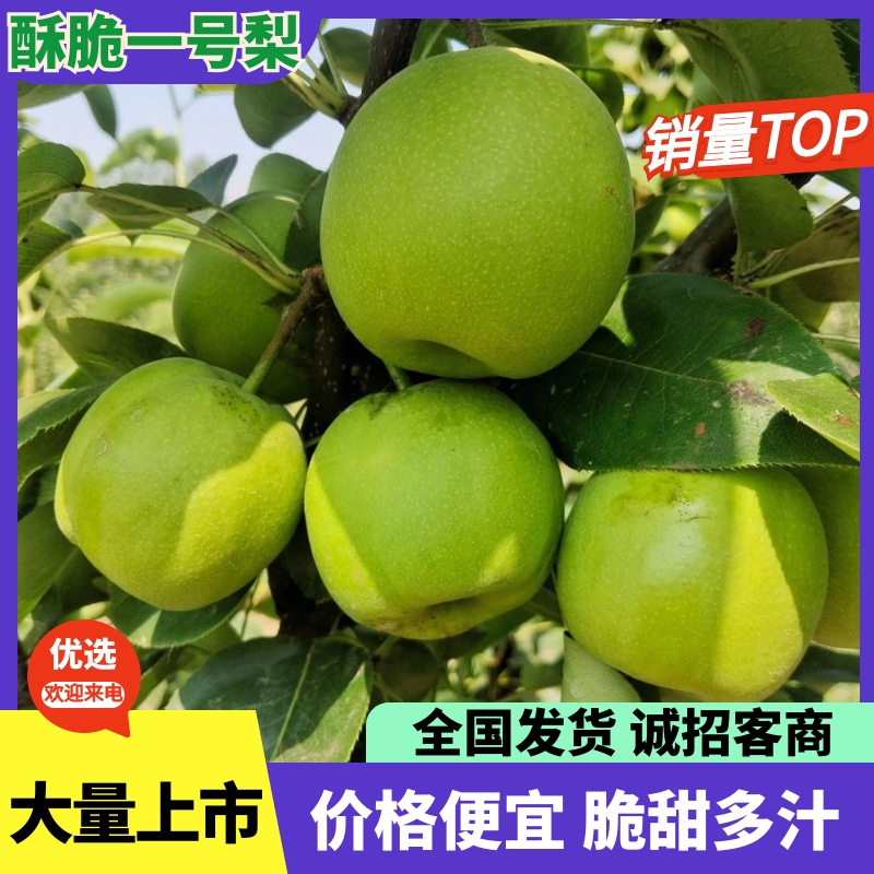 【热卖】酥脆一号梨产地一手货源保质保量对接全国
