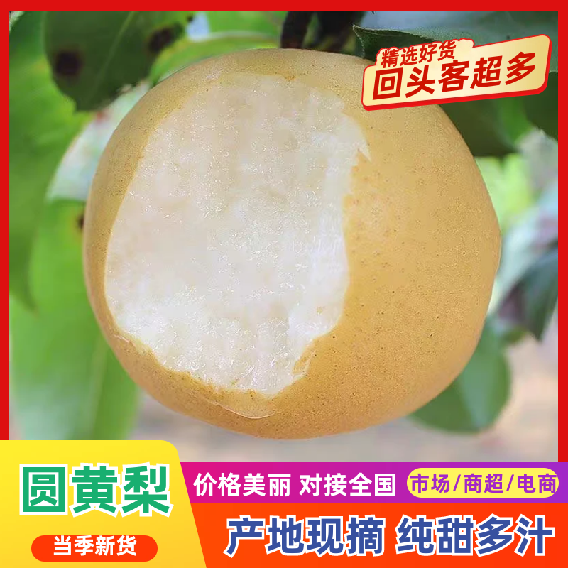 【牛商推荐】圆黄梨现摘现发保质保量量大从优