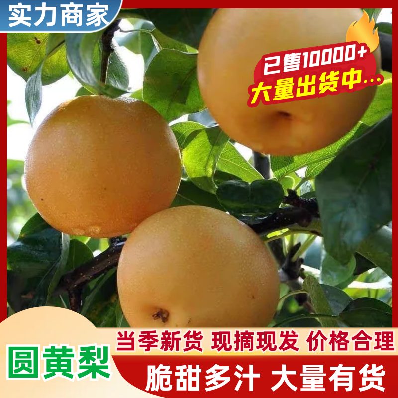 【热卖】圆黄梨砀山梨产地一手货源保质保量对接全国