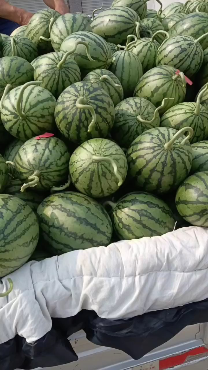 【精品】砀山小西瓜早春红玉基地直发对接全国市场商超电商