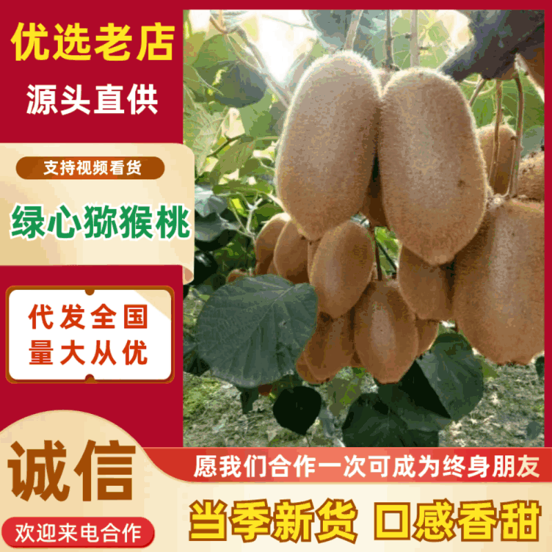 猕猴桃大量购应价格美丽产地直发可视频看货欢迎咨询来电