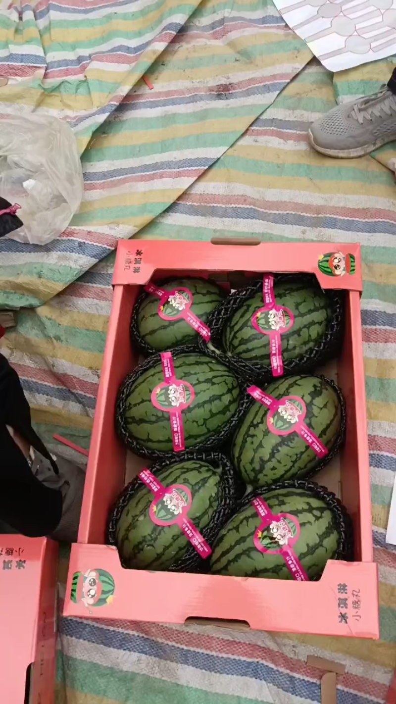 【推荐】砀山西瓜小糖丸西瓜大量上市对接全国市场商超电商
