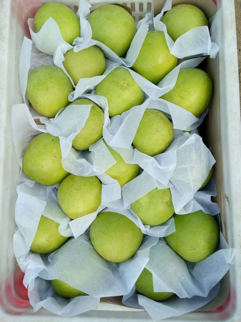【精品】砀山梨翠玉梨大量上市对接全国市场商超电商