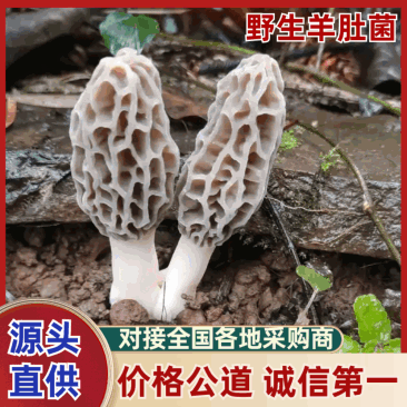 【羊肚菌】野生羊肚菌大山深处天然生长只有2斤欢迎咨询下单