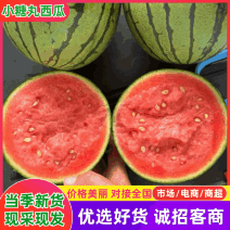【精品】砀山西瓜小糖丸西瓜大量上市对接全国市场商超电商