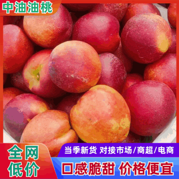 【推荐】中油油桃大量现货特惠供应口感好品相佳欢迎洽谈