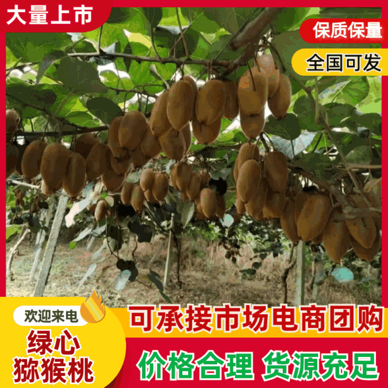 绿心猕猴桃电商社区团购超市批发产地直销
