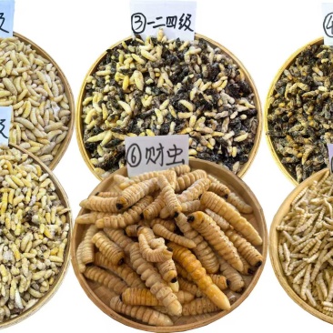 马蜂蜂蛹