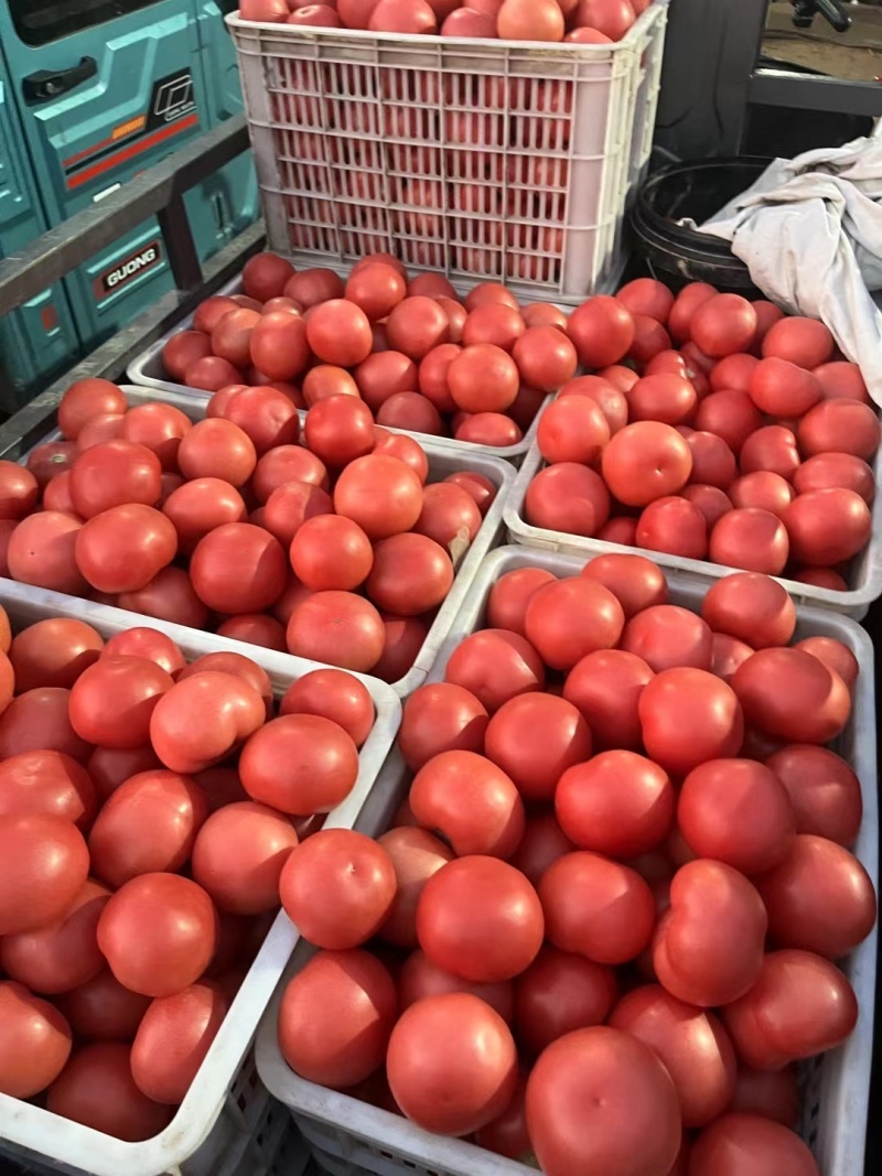 河北精品西红柿硬粉西红柿基地一手货源对接电商市场