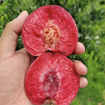 精品桃子🍑毛桃血桃品类齐全好吃不贵欢迎采购对接全国客商