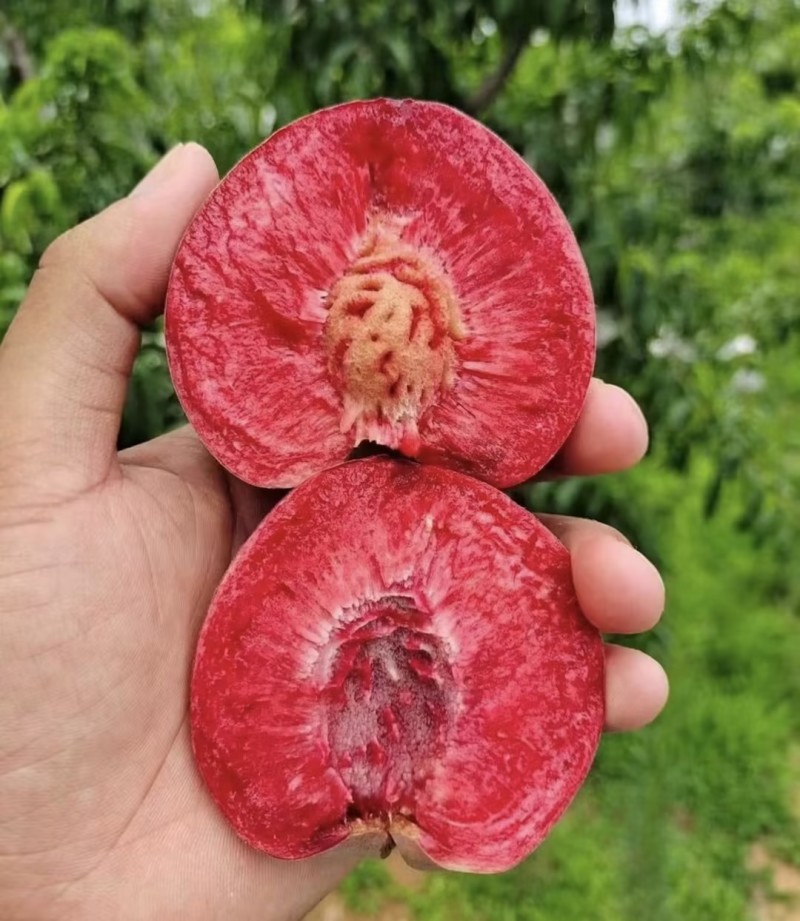 精品桃子🍑毛桃血桃品类齐全好吃不贵欢迎采购对接全国客商