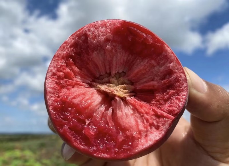 精品桃子🍑毛桃血桃品类齐全好吃不贵欢迎采购对接全国客商
