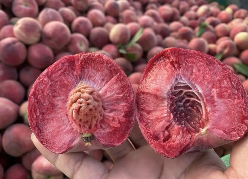 精品桃子🍑毛桃血桃品类齐全好吃不贵欢迎采购对接全国客商