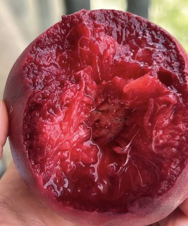 精品桃子🍑毛桃血桃品类齐全好吃不贵欢迎采购对接全国客商