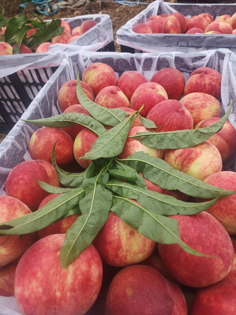 精品桃子🍑毛桃血桃品类齐全好吃不贵欢迎采购对接全国客商