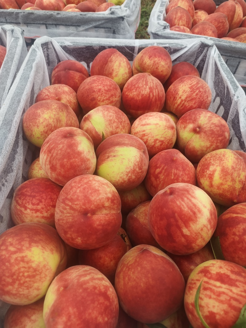 精品桃子🍑毛桃血桃品类齐全好吃不贵欢迎采购对接全国客商