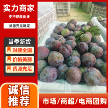 五月脆李子精品李子产地直发量大从优可视频看货对接全国