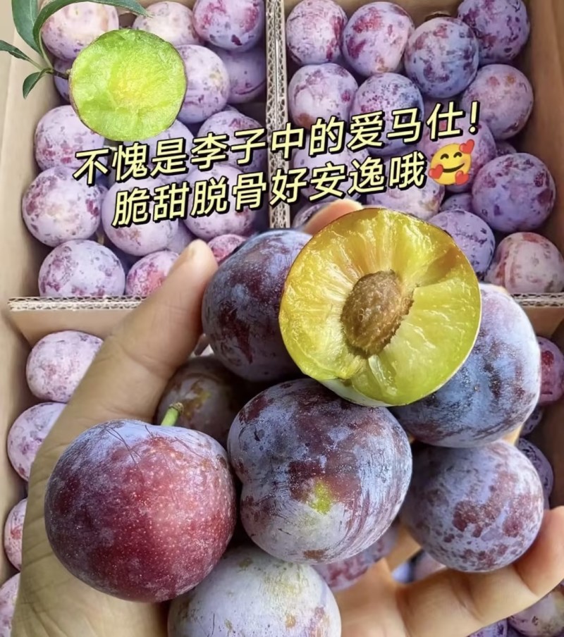 五月脆李子好吃不贵几十万斤品质保障先到先得可对接全国