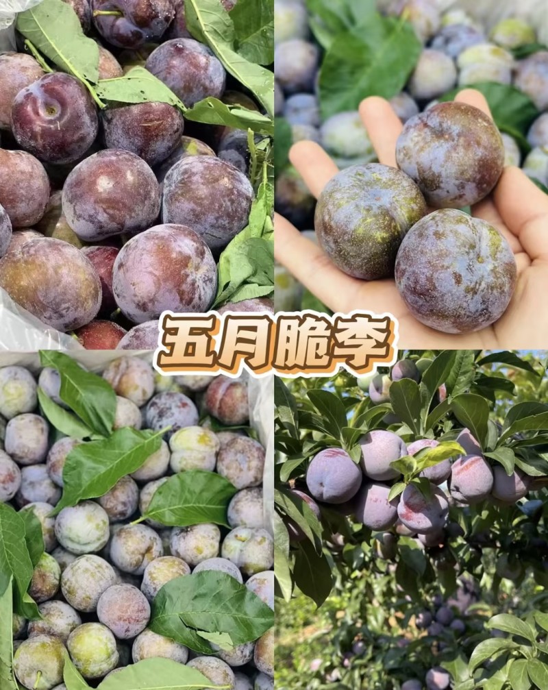五月脆李子好吃不贵几十万斤品质保障先到先得可对接全国