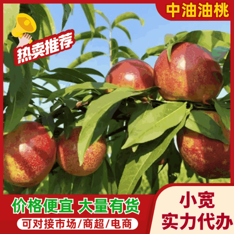 中油4号油桃2026黄肉油桃乐亭县黄油桃一手货源