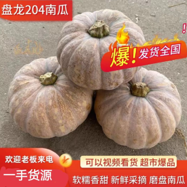 河南204盘龙南瓜基地直发一手货源大量有货保质量