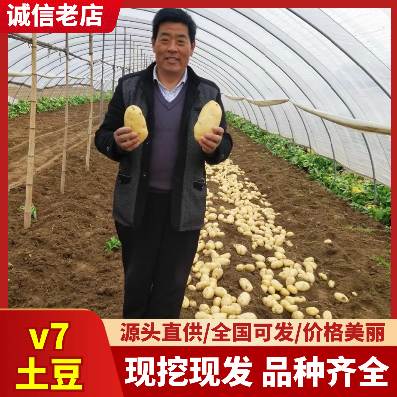 V7土豆/滕州土豆/规格齐全/基地现货/代发全国