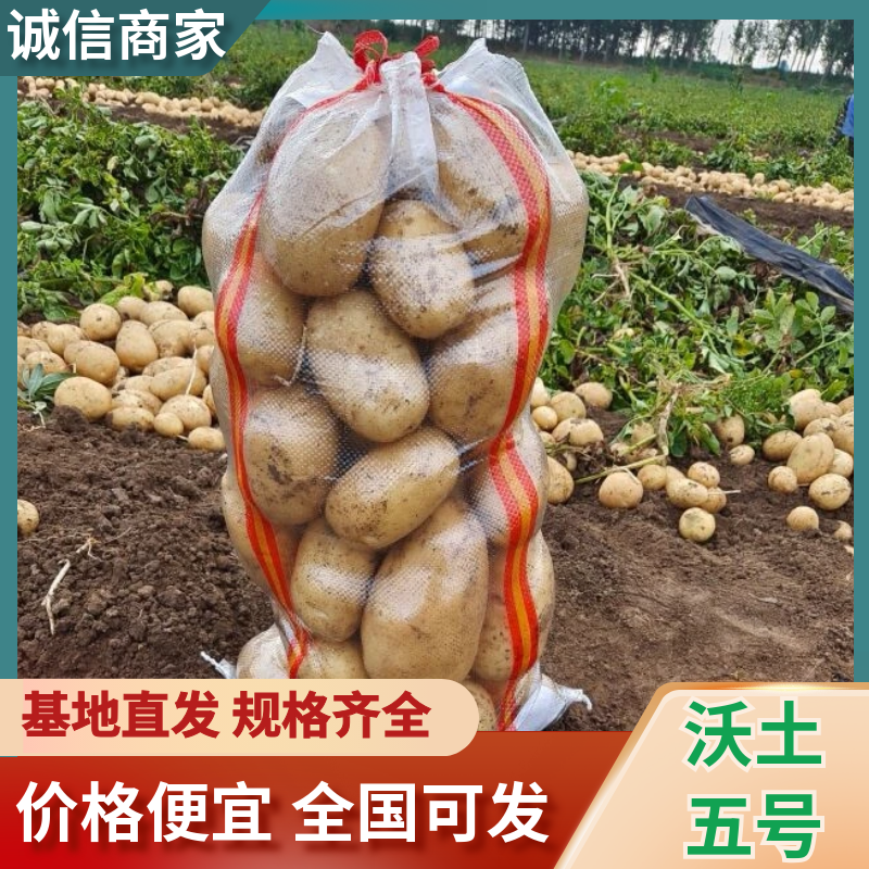 沃土五号土豆/滕州土豆/规格齐全/基地现货/代发全国