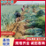铁杆大葱/山东大葱/规格齐全/基地现货/代发全国