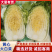 【黄心白菜】河南夏邑万亩白菜基地直供/产地批发/全国发货